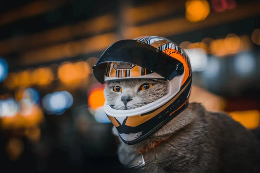 Pet Helmets + Gear